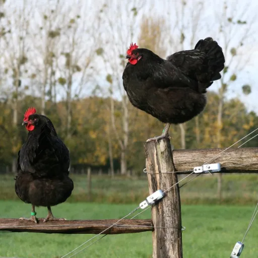 Interview de Romuald Rouger du Sysaaf : Promouvoir les races locales avicoles à travers le projet « Adopte une Plume »