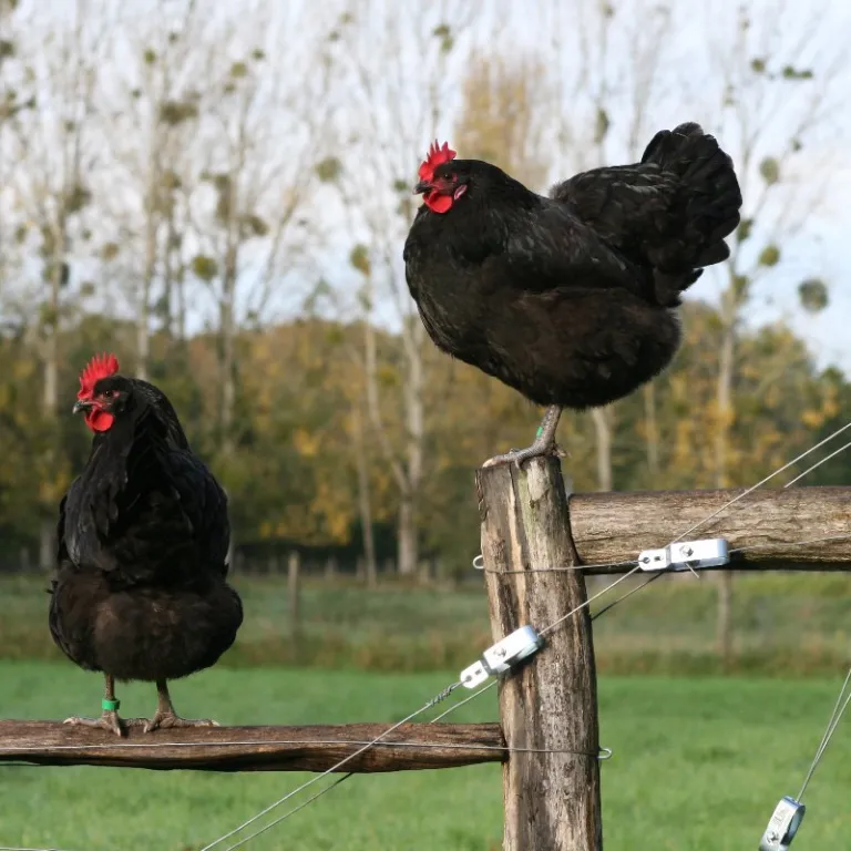 Interview de Romuald Rouger du Sysaaf : Promouvoir les races locales avicoles à travers le projet « Adopte une Plume »